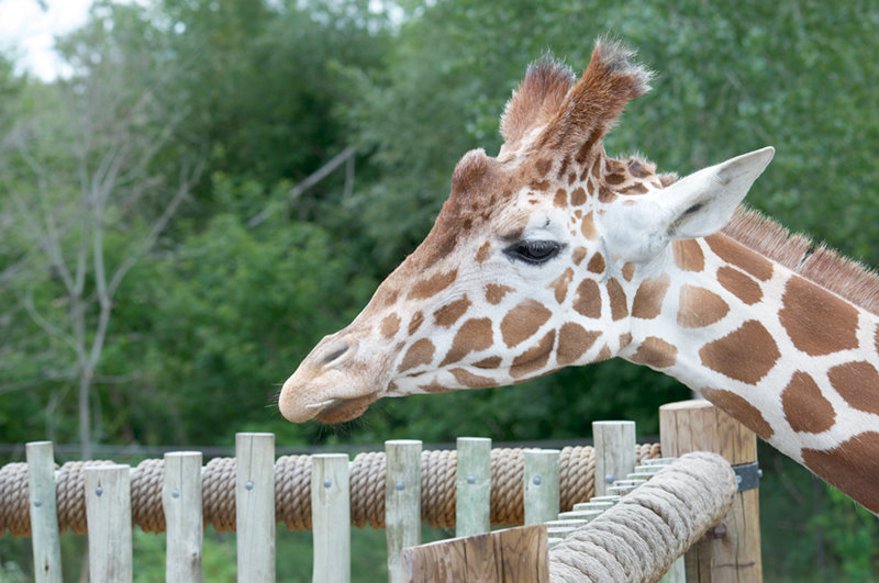 Minnesota Zoo