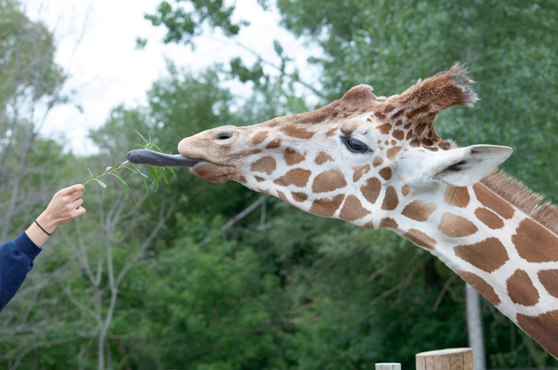 Minnesota Zoo