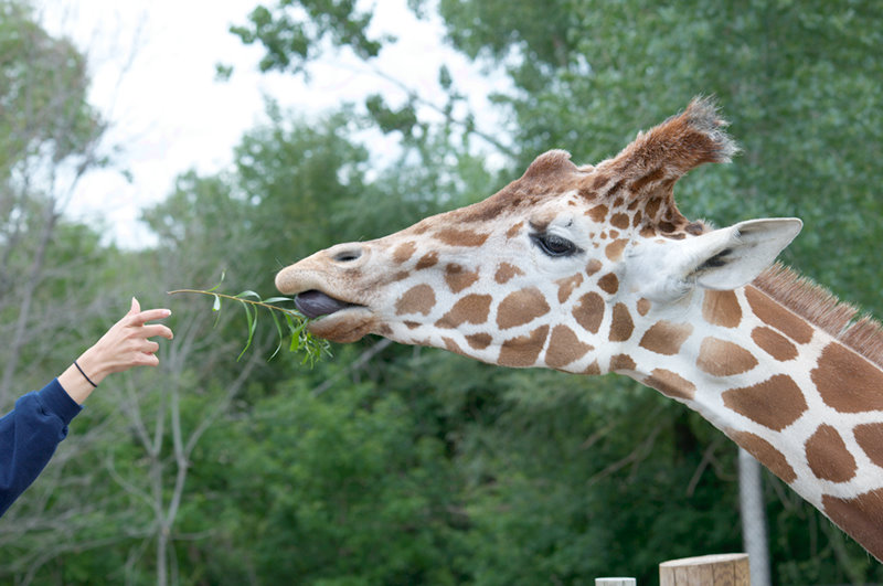 Minnesota Zoo