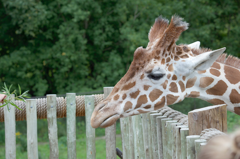 Minnesota Zoo