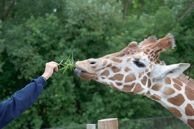 Minnesota Zoo