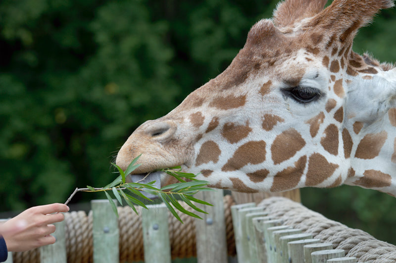 Minnesota Zoo