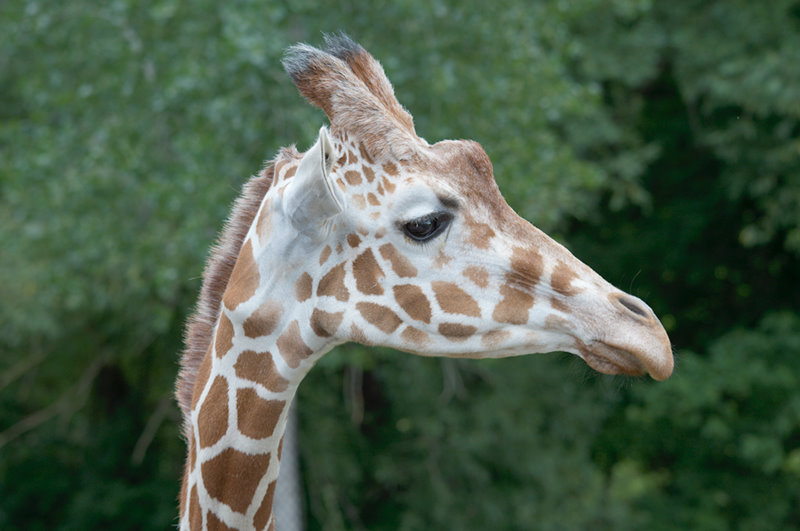 Minnesota Zoo