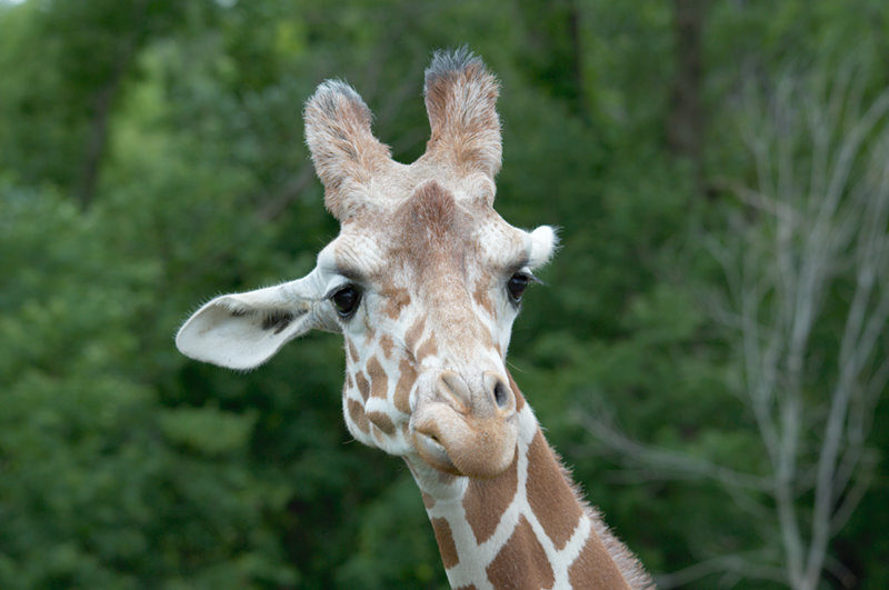 Minnesota Zoo