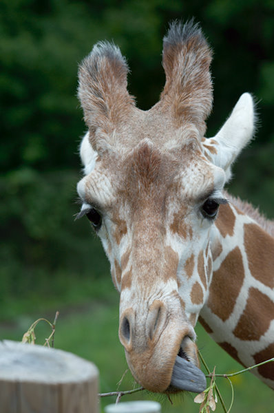 Minnesota Zoo