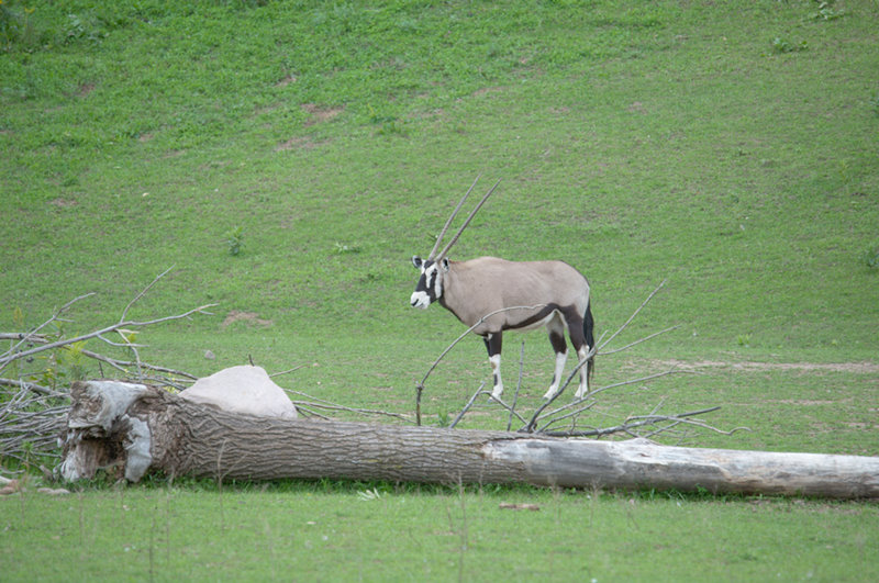 Minnesota Zoo