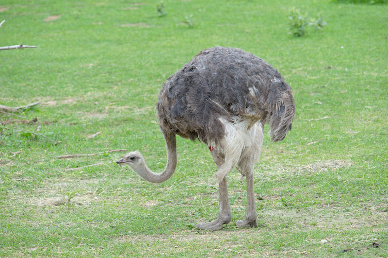 Minnesota Zoo