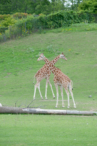 Minnesota Zoo