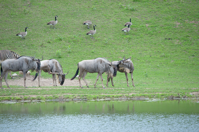 Minnesota Zoo