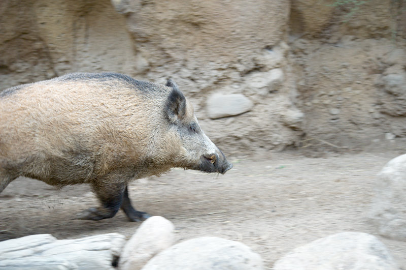 Minnesota Zoo