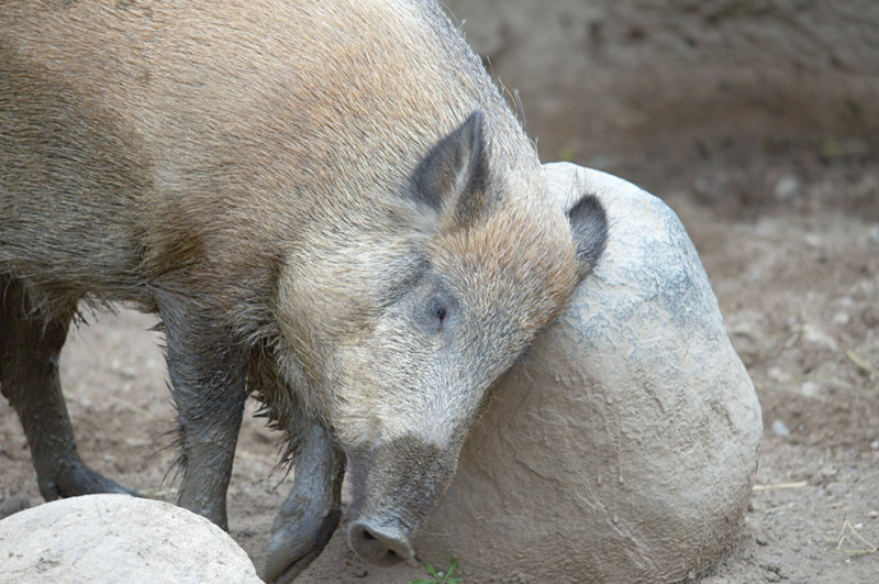 Minnesota Zoo