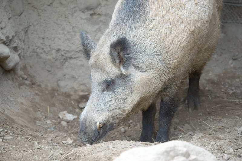 Minnesota Zoo