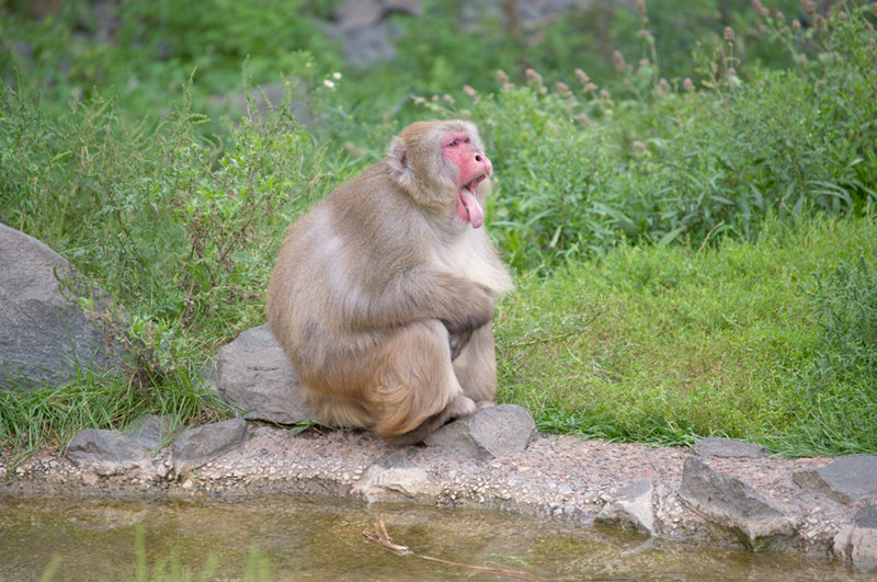 Minnesota Zoo