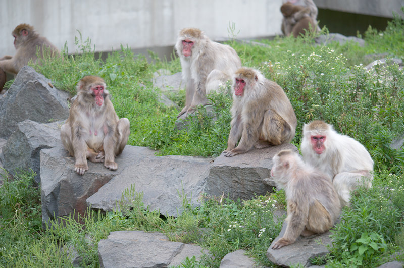 Minnesota Zoo