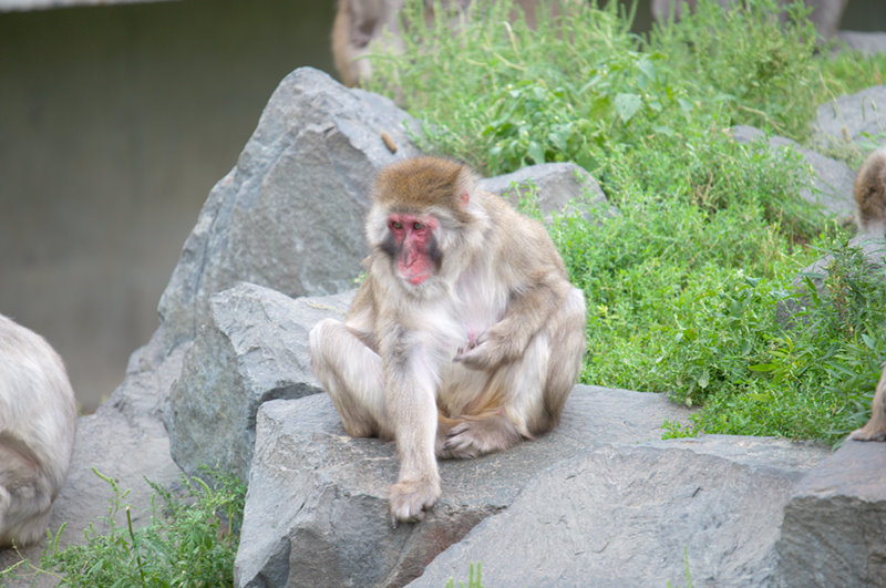 Minnesota Zoo