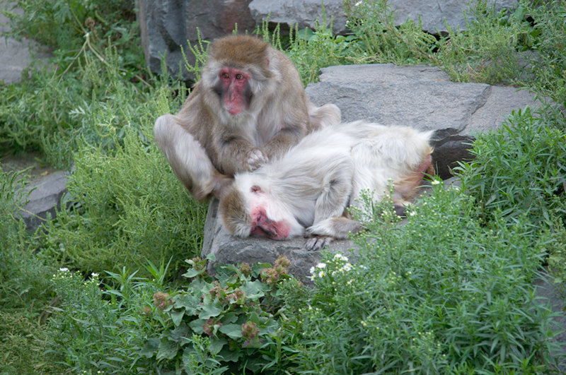 Minnesota Zoo