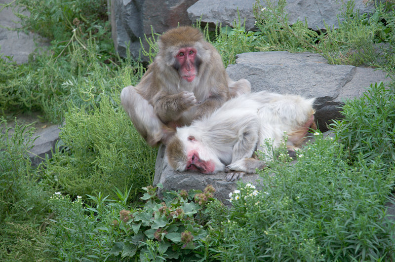 Minnesota Zoo