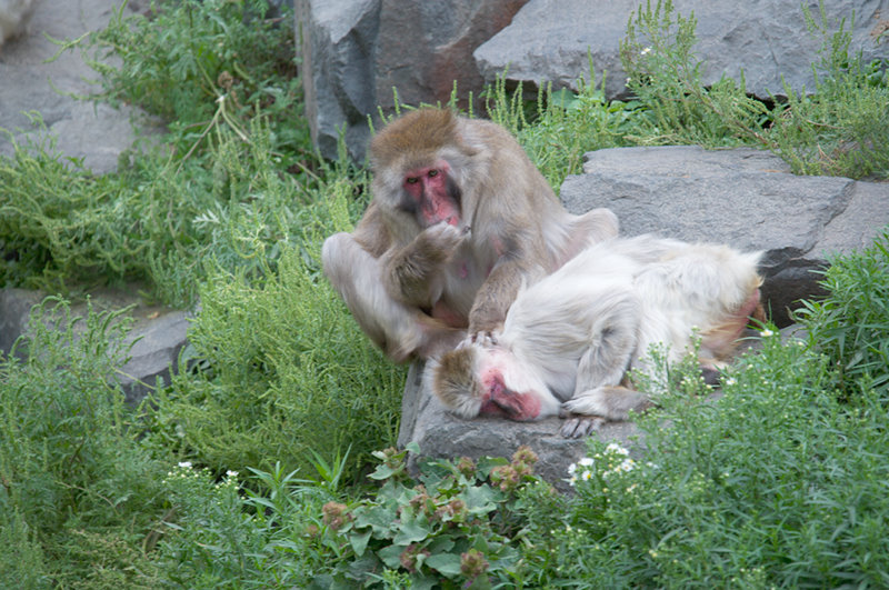 Minnesota Zoo