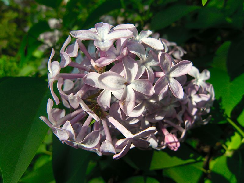 ddb 20100508 010-002