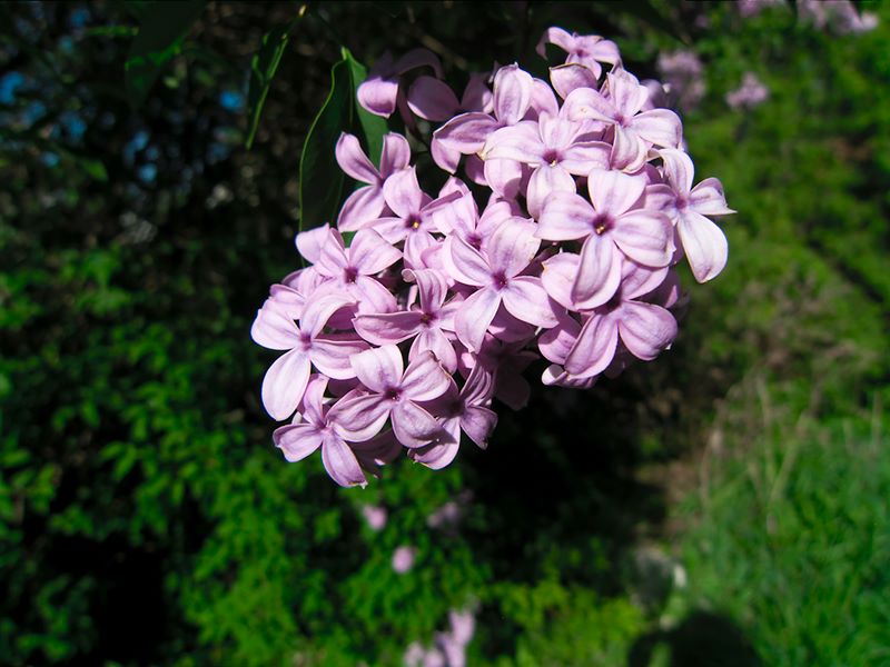 ddb 20100516 010-021