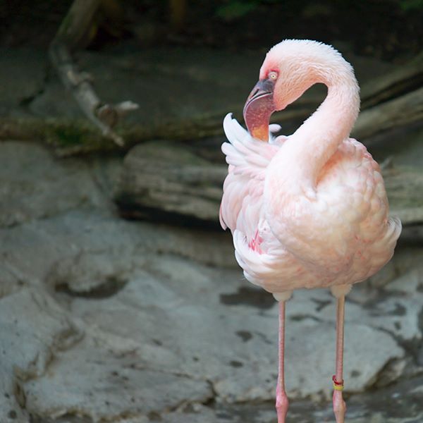 ddb 20100911 010-044