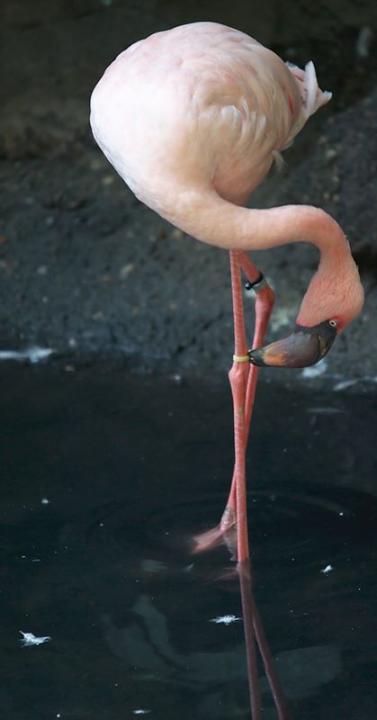 Flamingo pretzel #1