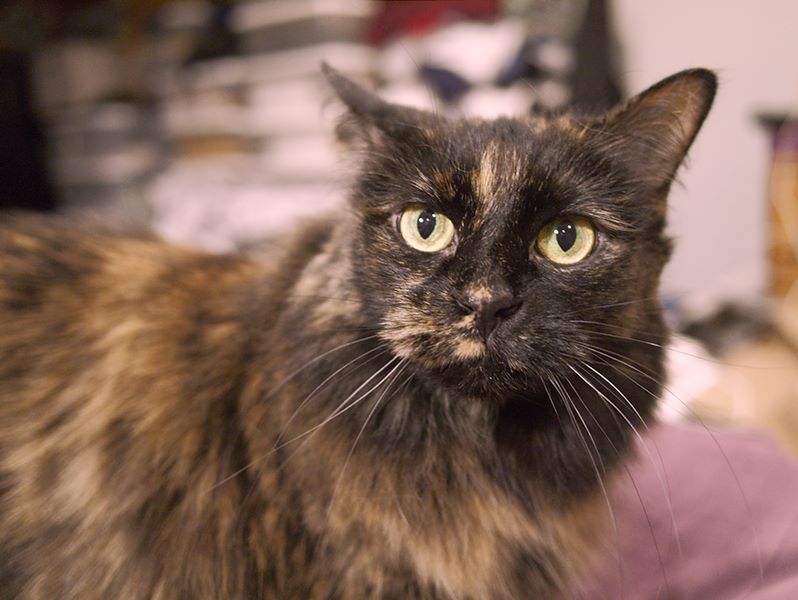 ddb 20110317 010-001