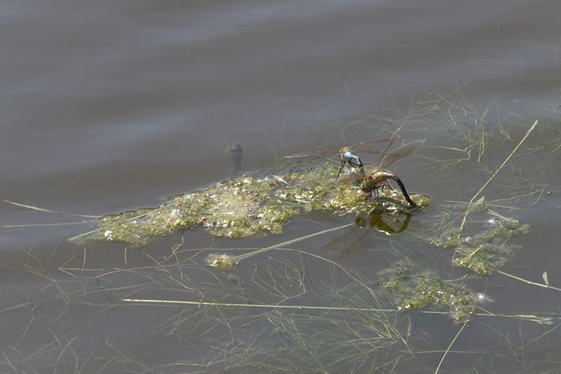 ddb 20110608 010-010