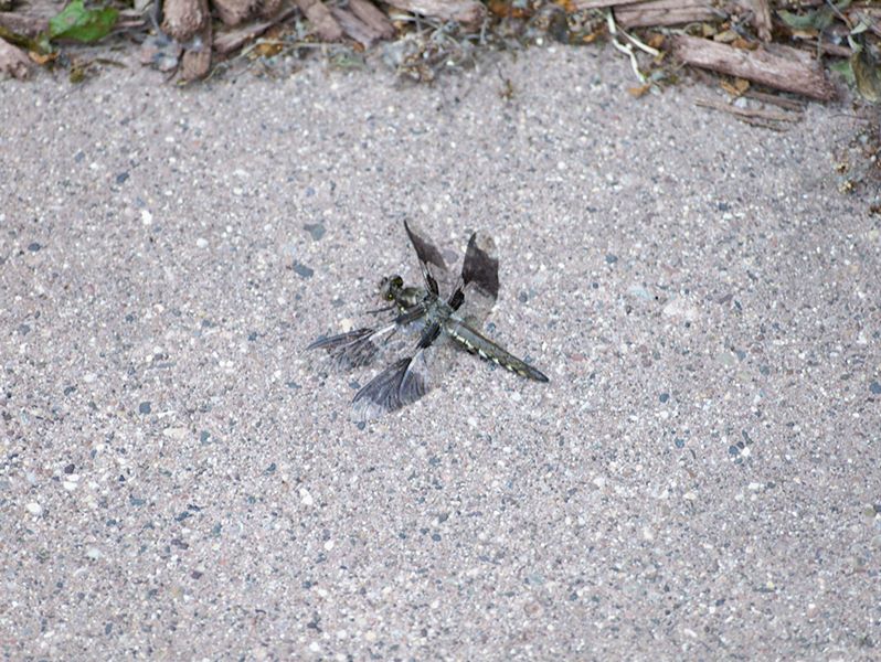 ddb 20110608 010-023