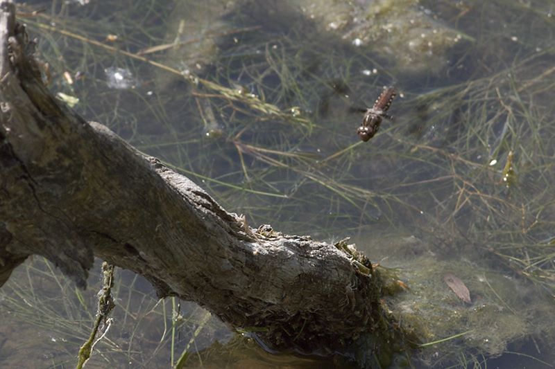 ddb 20110613 010-001