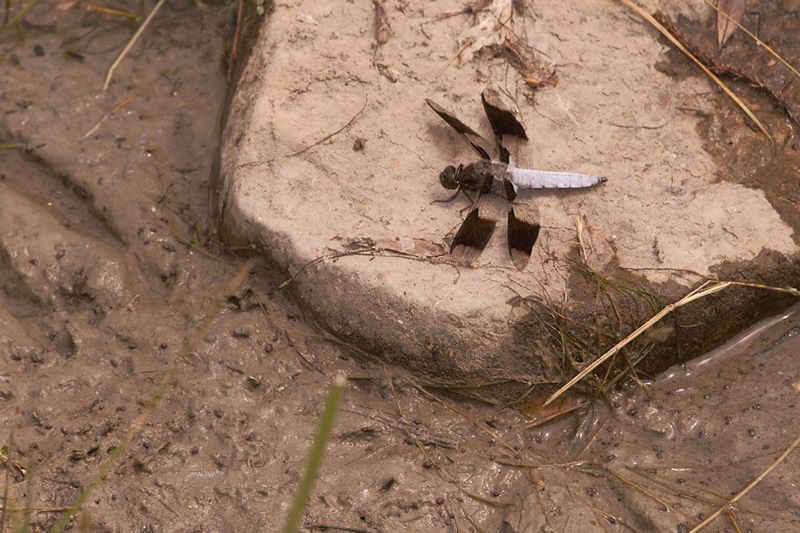 ddb 20110614 010-006