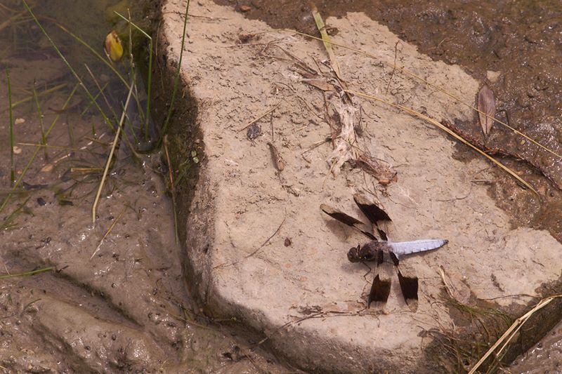 ddb 20110614 010-012