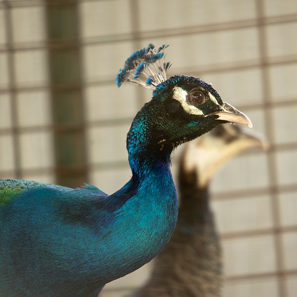 ddb 20110605 010-212