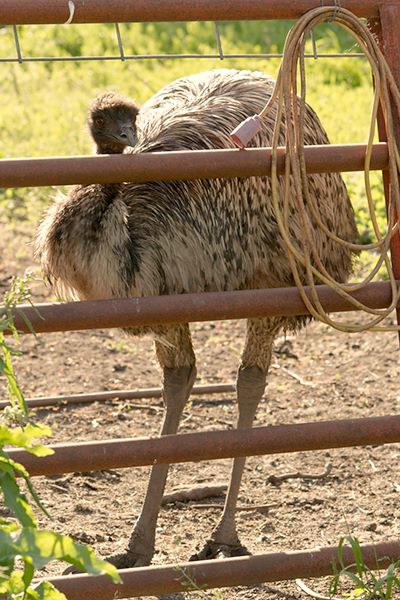 ddb 20110605 010-215