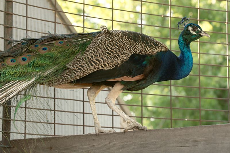 ddb 20110605 010-222