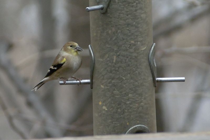 ddb 20111127 010-012