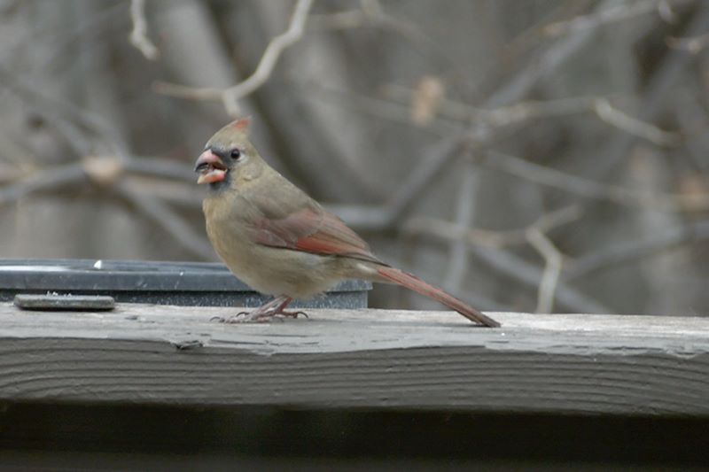 ddb 20111127 010-021