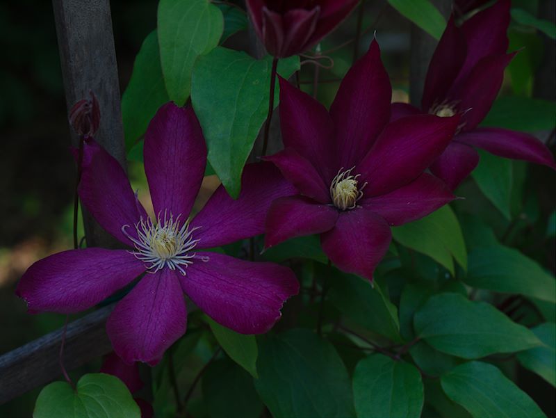 ddb 20120516 020-017