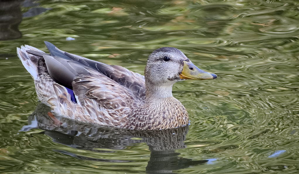 ddb 20130905 020-029