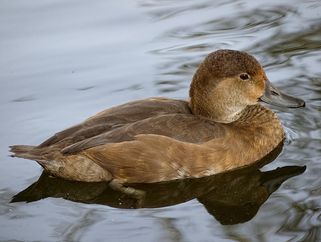 ddb 20130905 020-032