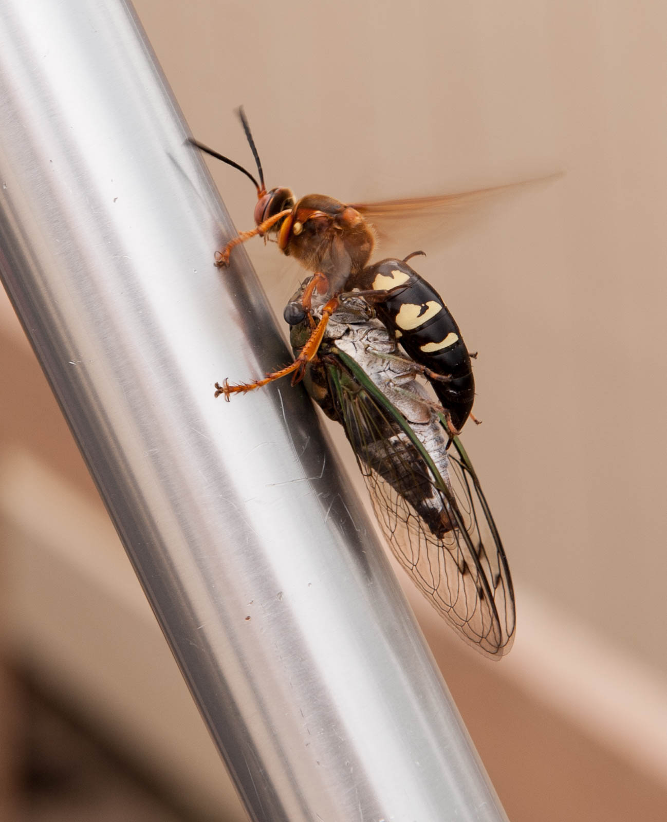 ddb 20170821 010-012