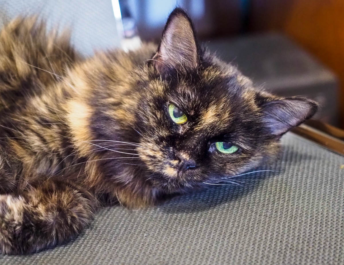 ddb  20181028 010-001