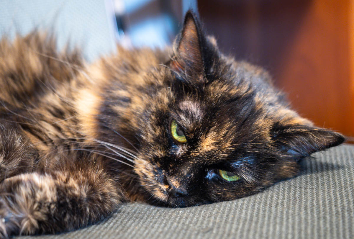 ddb  20181028 010-007