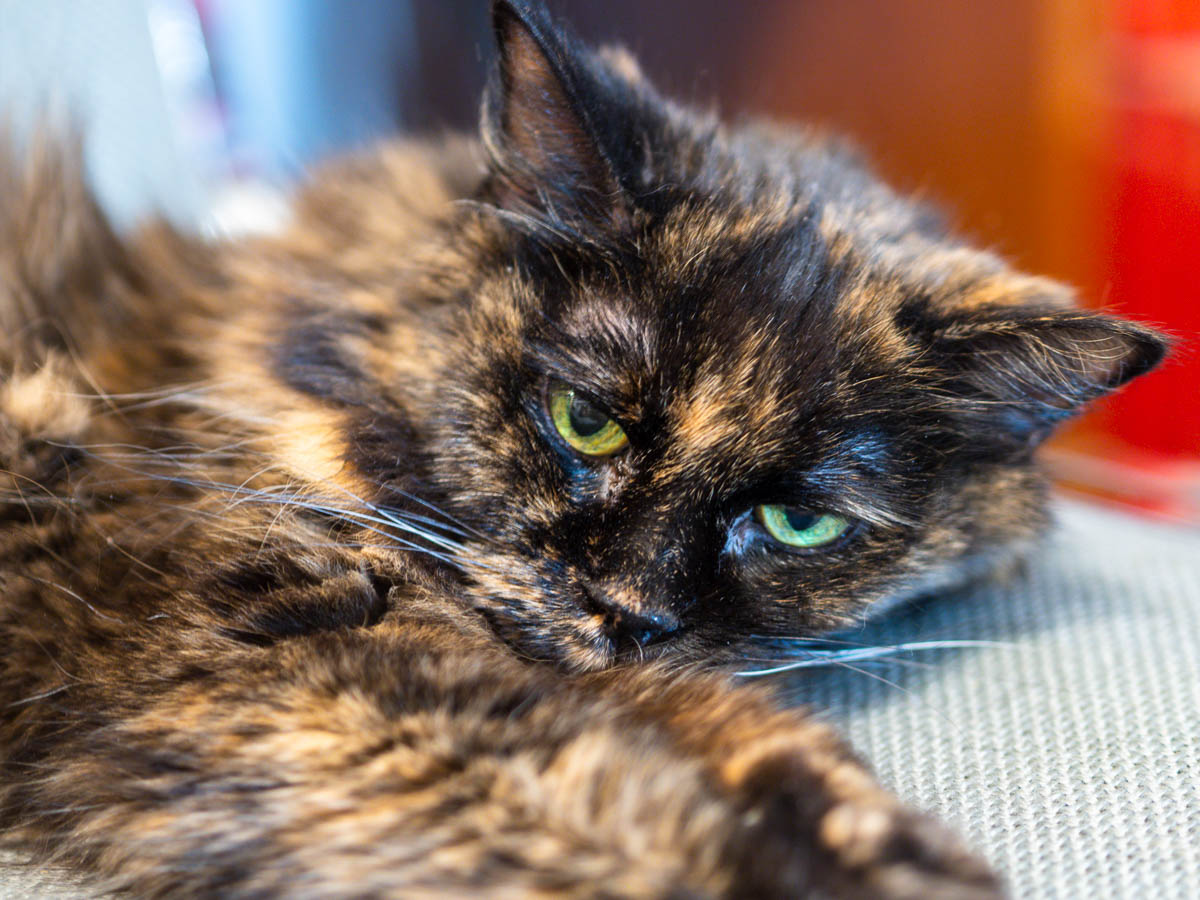 ddb  20181028 010-011