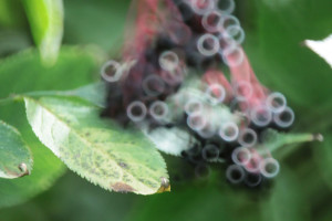 "Donut" bokeh