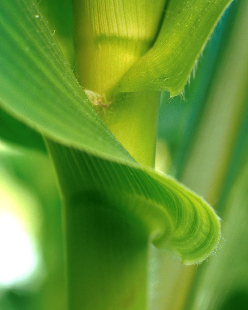 Corn stalk 