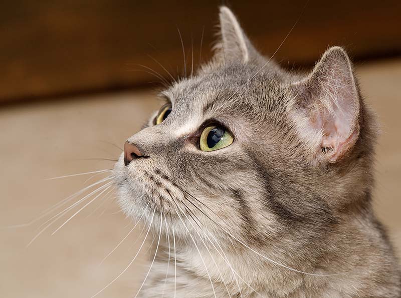 ddb 20090223 010-088