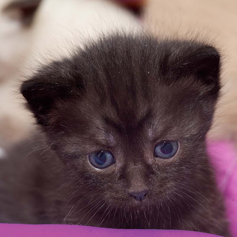 ddb 20090223 010-106