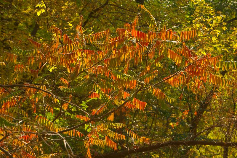 ddb 20081011 010-010