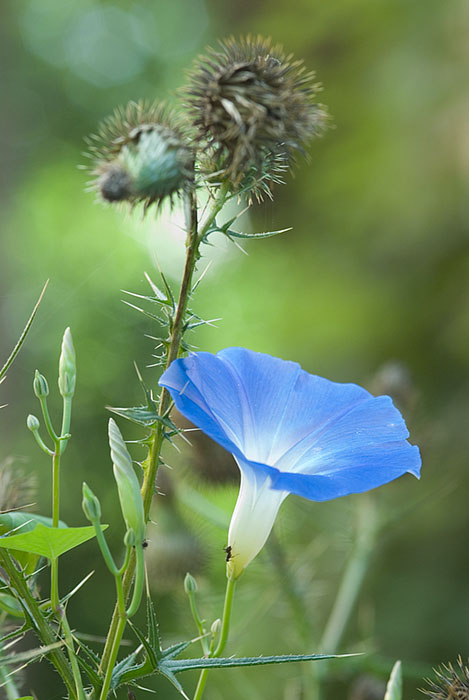 ddb 20070824 010-003